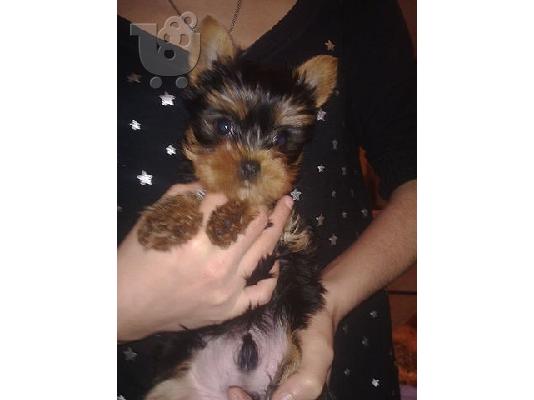 PoulaTo: super mini yorkshire terrier